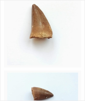 Mosasaur Tooth Fossils from Morocco