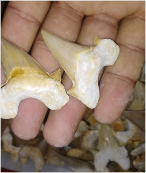 Mosasaur Tooth Fossils from Morocco