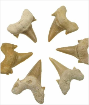 Shark Teeth Fossils For Sale From Morocco